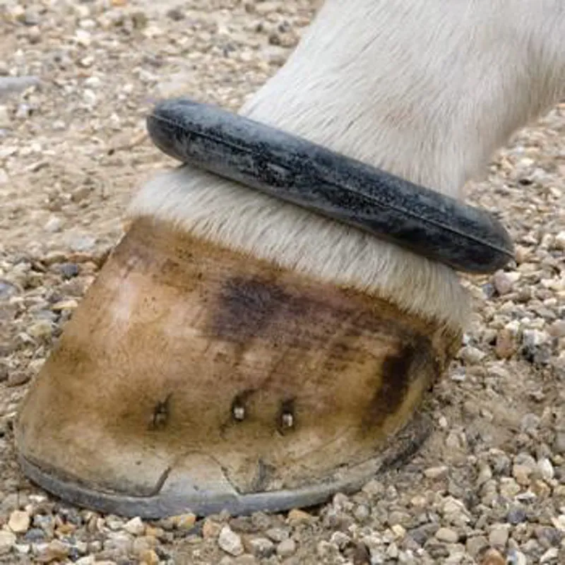 Shires ARMA Fetlock Ring Black