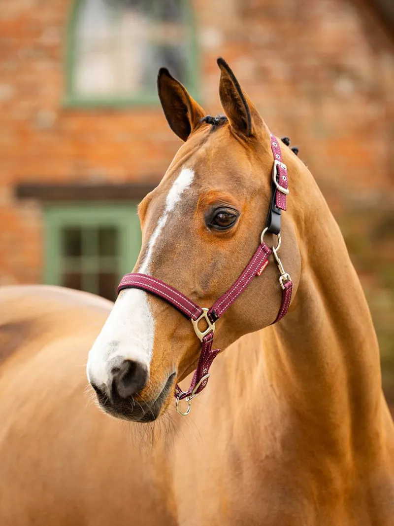 LeMieux Essential Yard Headcollar Burgandy