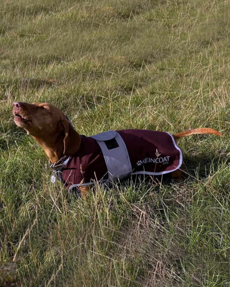 Reinwear Reincoat Dog Coat Burgundy-5