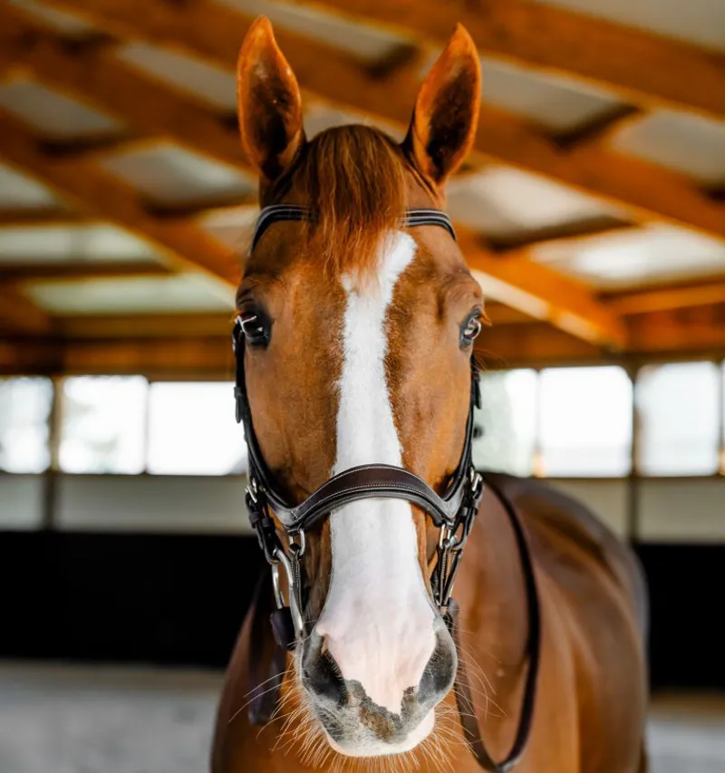 Horseware Micklem Competition Bridle Dark Havana-1