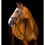 Rambo Micklem 2 Deluxe Competition Bridle WITHOUT Reins Black