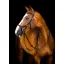 Rambo Micklem 2 Deluxe Competition Bridle With Reins Black