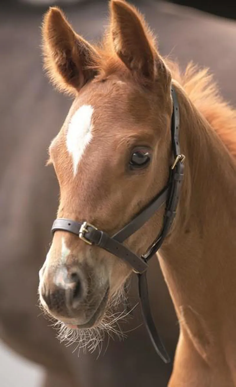Shires Velociti Gara Leather Foal Slip Foal Brown